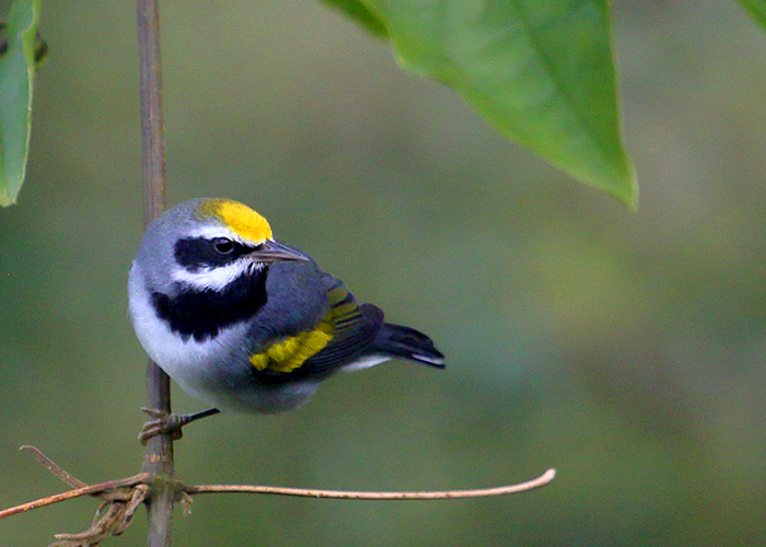 A migratory bird, called the "golden-winged warbler" caught resting on a branch