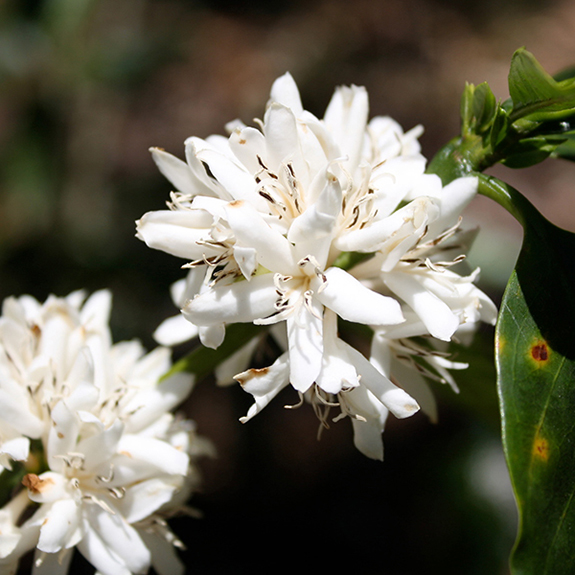 Coffee flowering in bloom on a Bird Friendly certified coffee farm