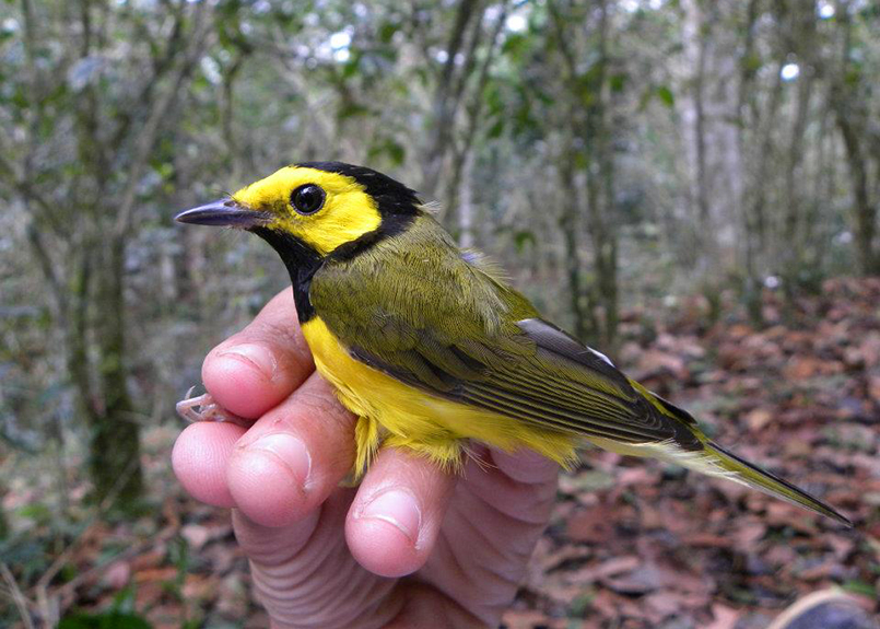 The migratory bird, Hood Warbler, being held by a conservation researcher