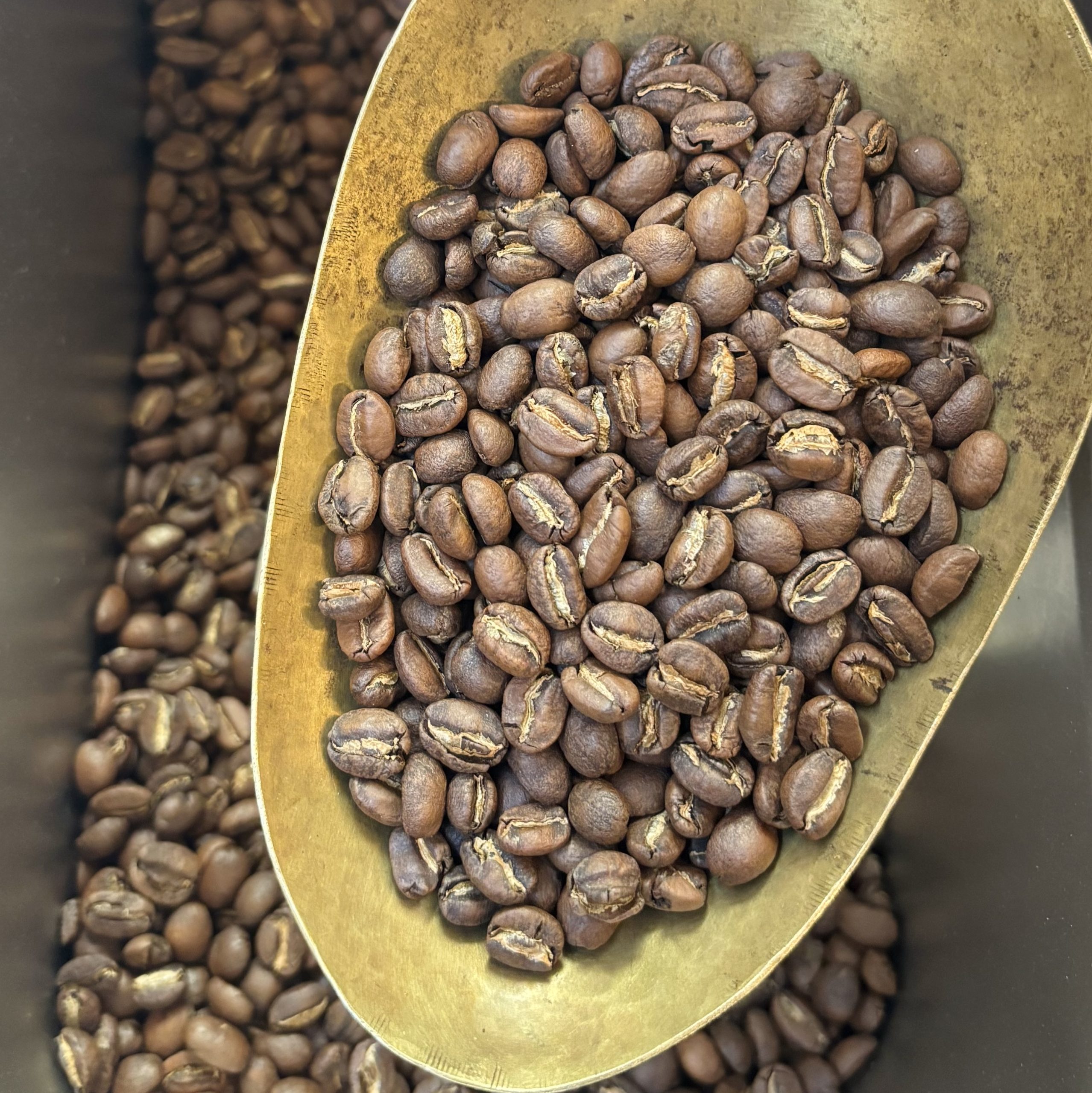 A close-up view of the Ethiopia Yirgacheffe Kochere region roasted coffee beans showing their shape, size, and uniformity of light roast degree.